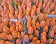 Tulips Amsterdam